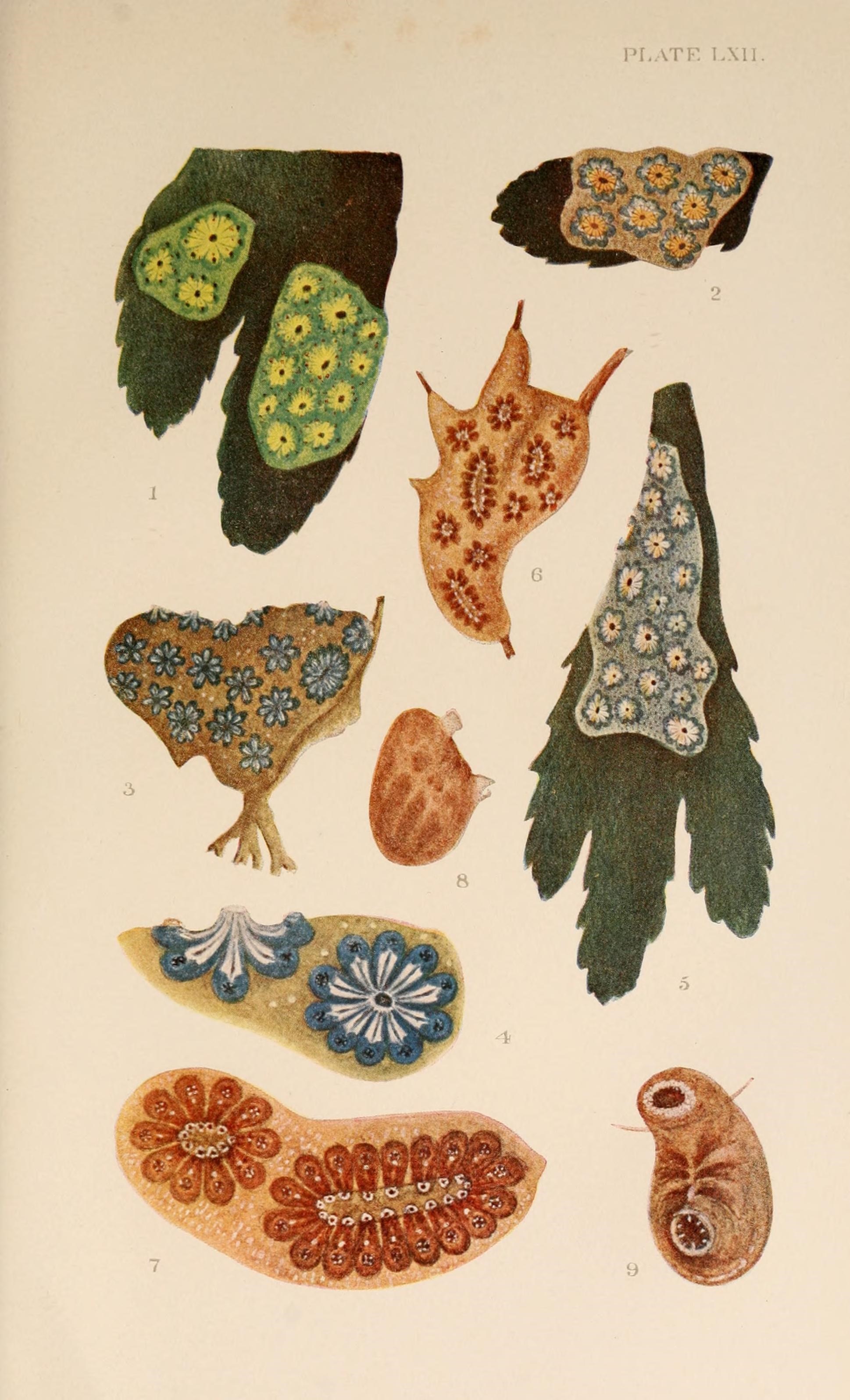 49552453487_45b570a452_o